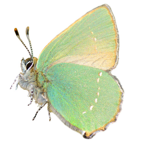 cut out picture of green-hairstreak butterfly