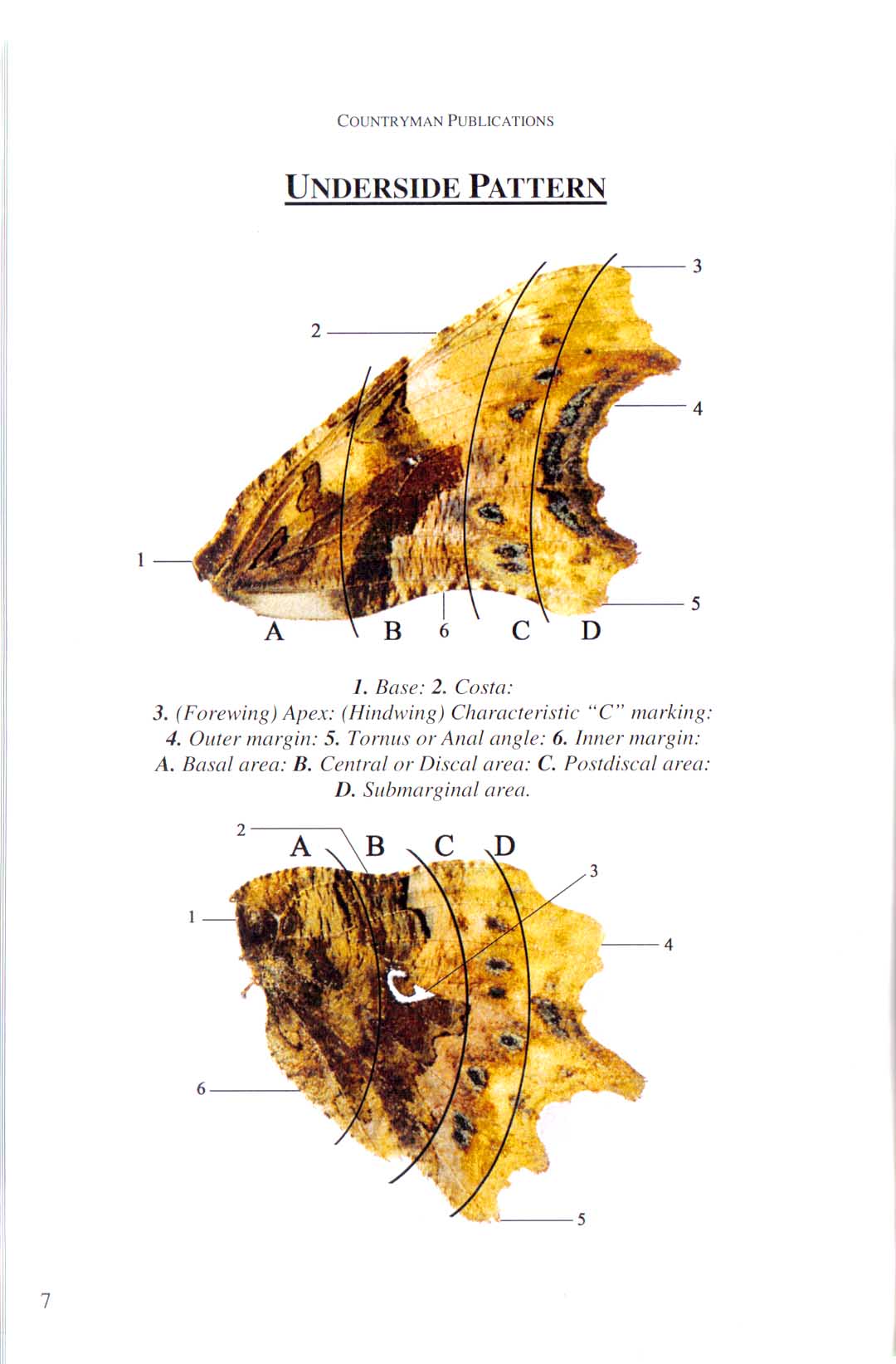 Comma underside patterns