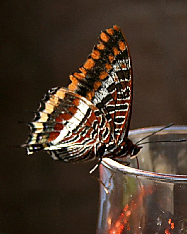 2-tailed Pasha