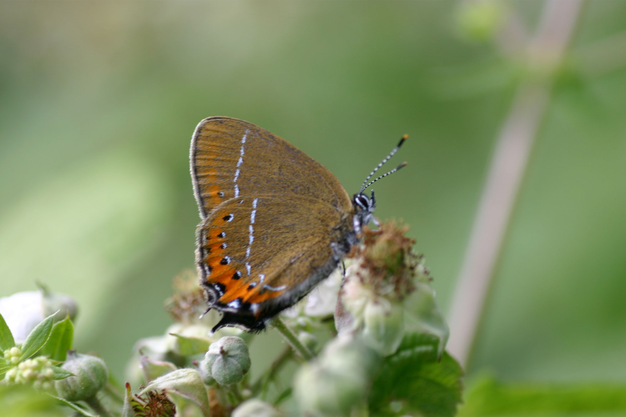 Black hairstreak.jpg