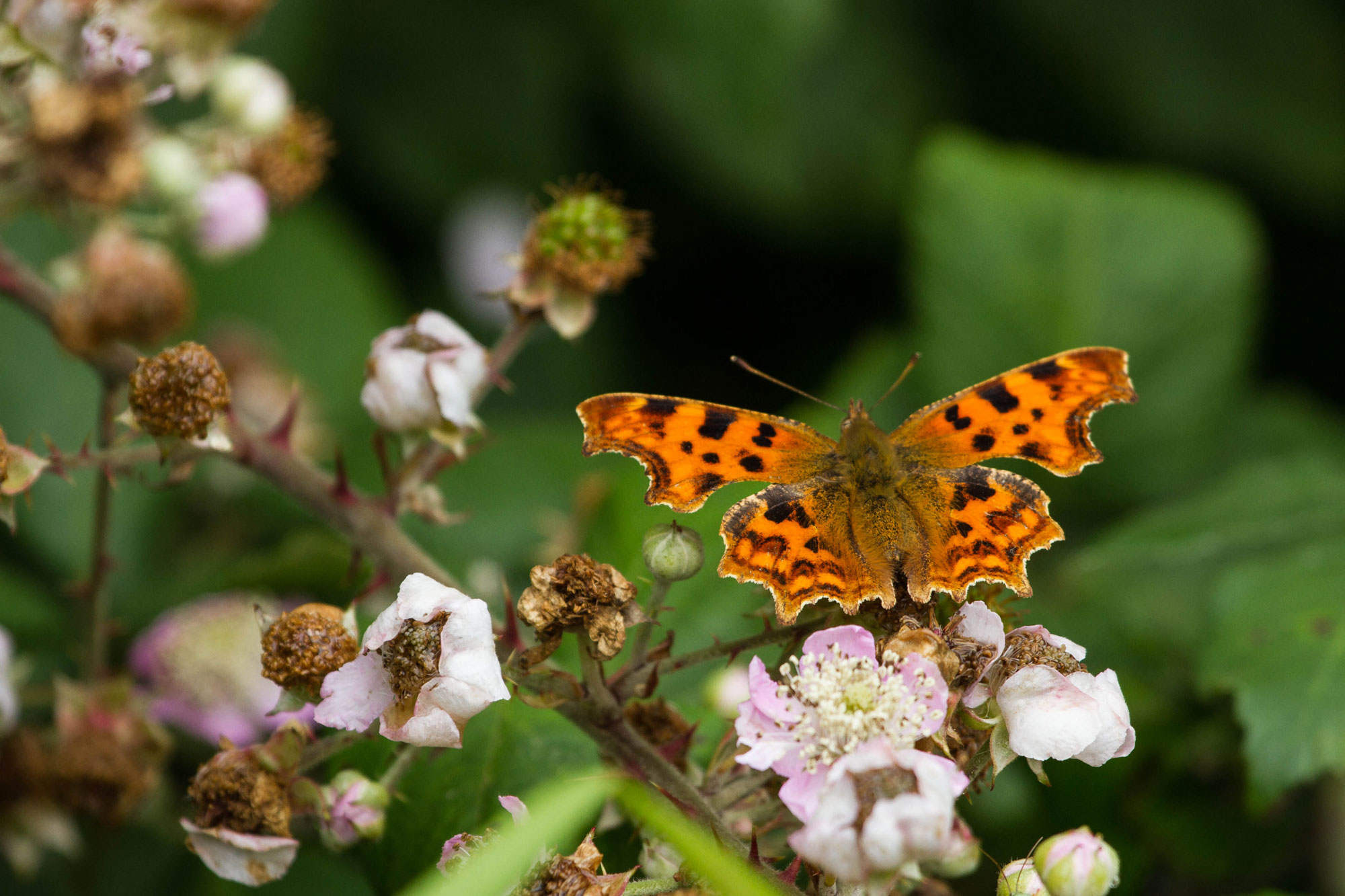 Comma