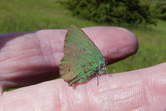 image of Green Hairstreak on hand