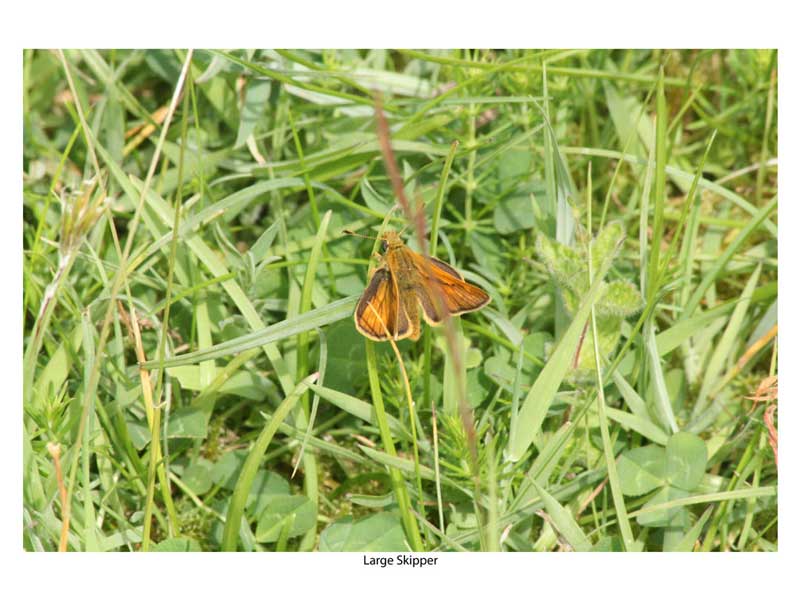 Large Skipper