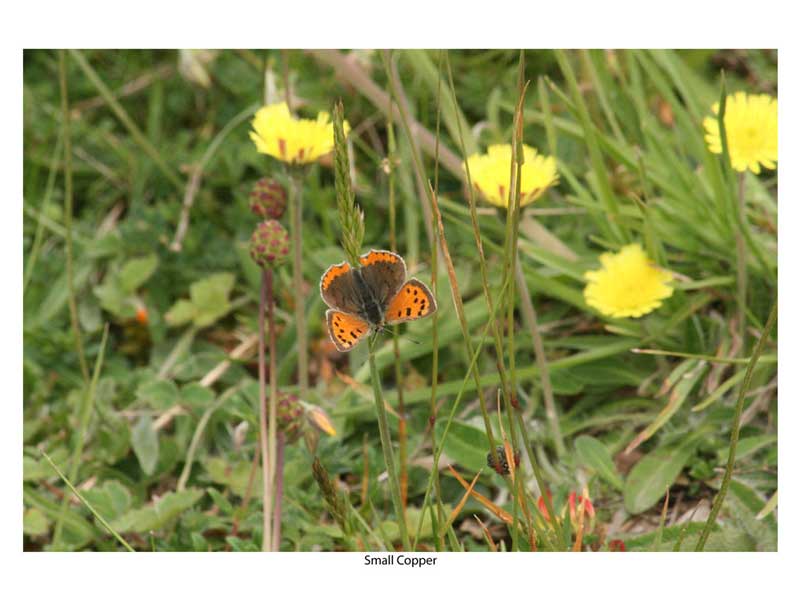 Small Copper