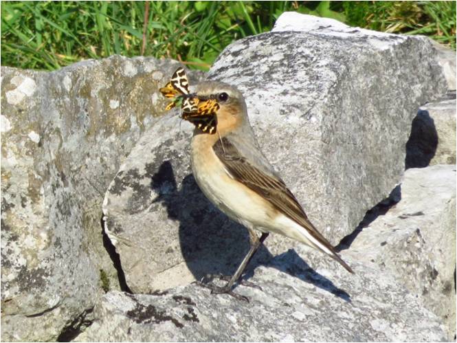 Wheatear with Tiger Moths - Derek Brownlee