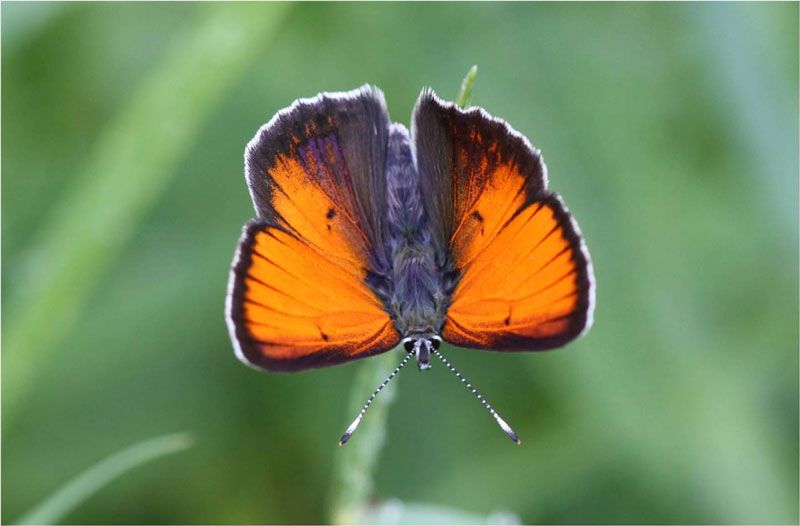 Balkan Copper