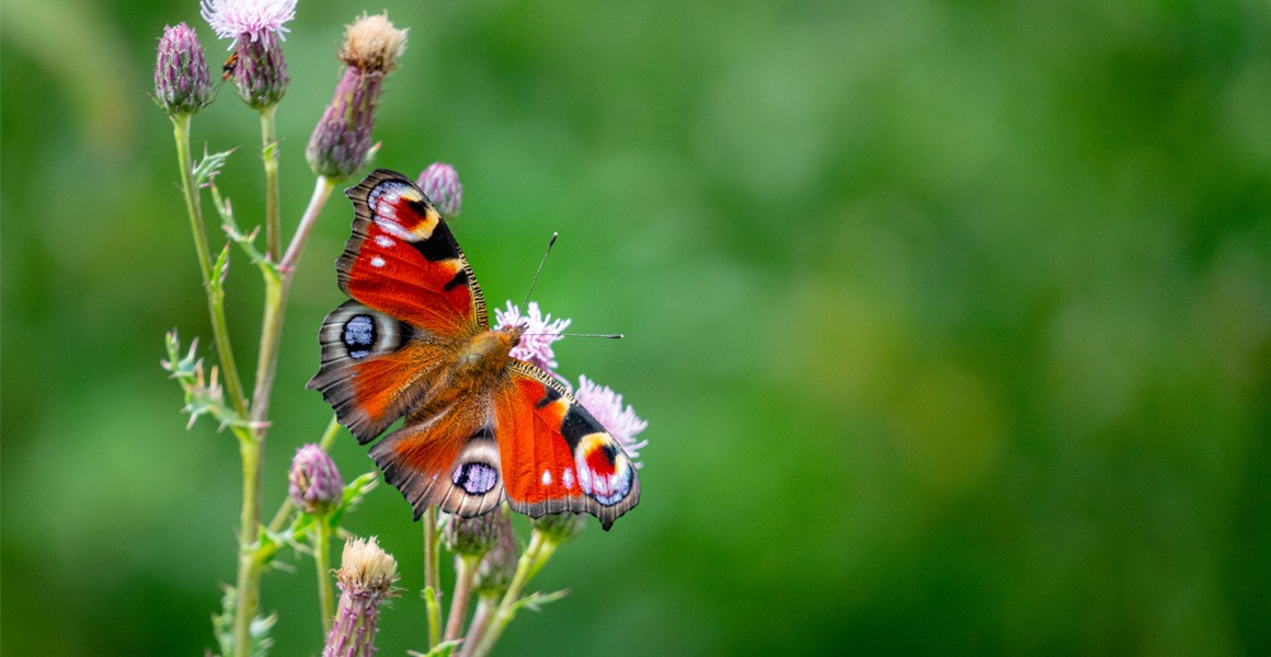 image of peacock butterfly