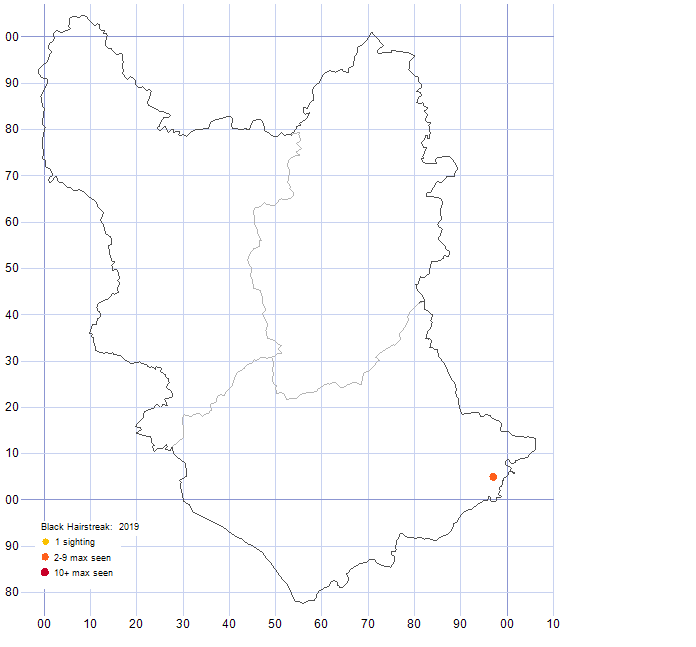 Black Hairstreak distribution map 2019