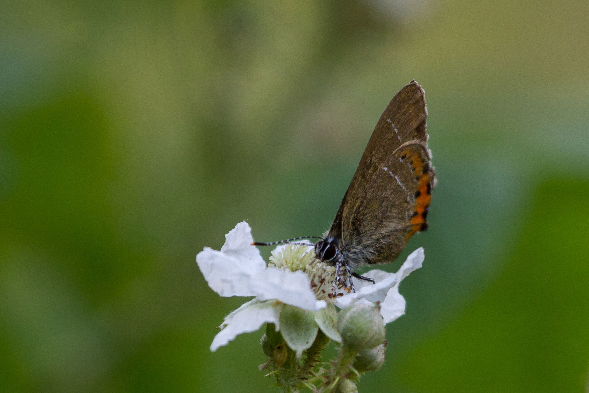 Black hairstreak.jpg