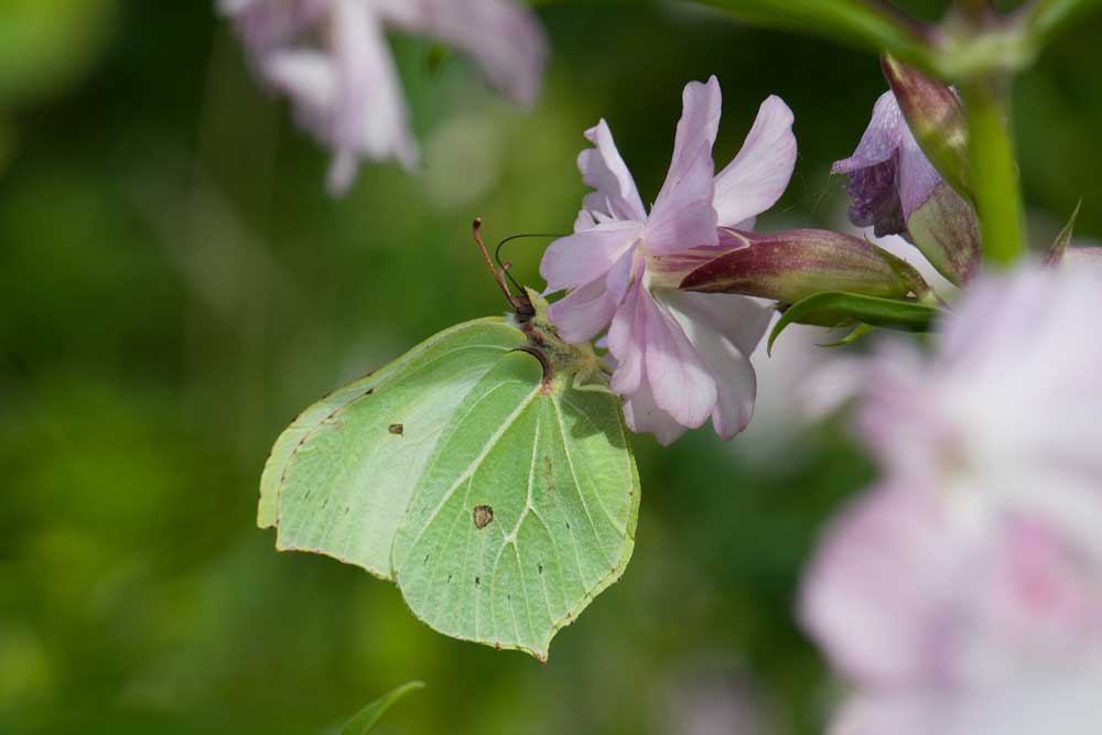 Brimstone