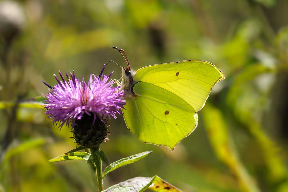 Brimstone