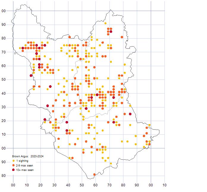 Brown Argus distribution map 2020-24