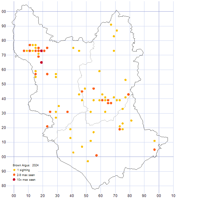 Brown Argus distribution map 2024