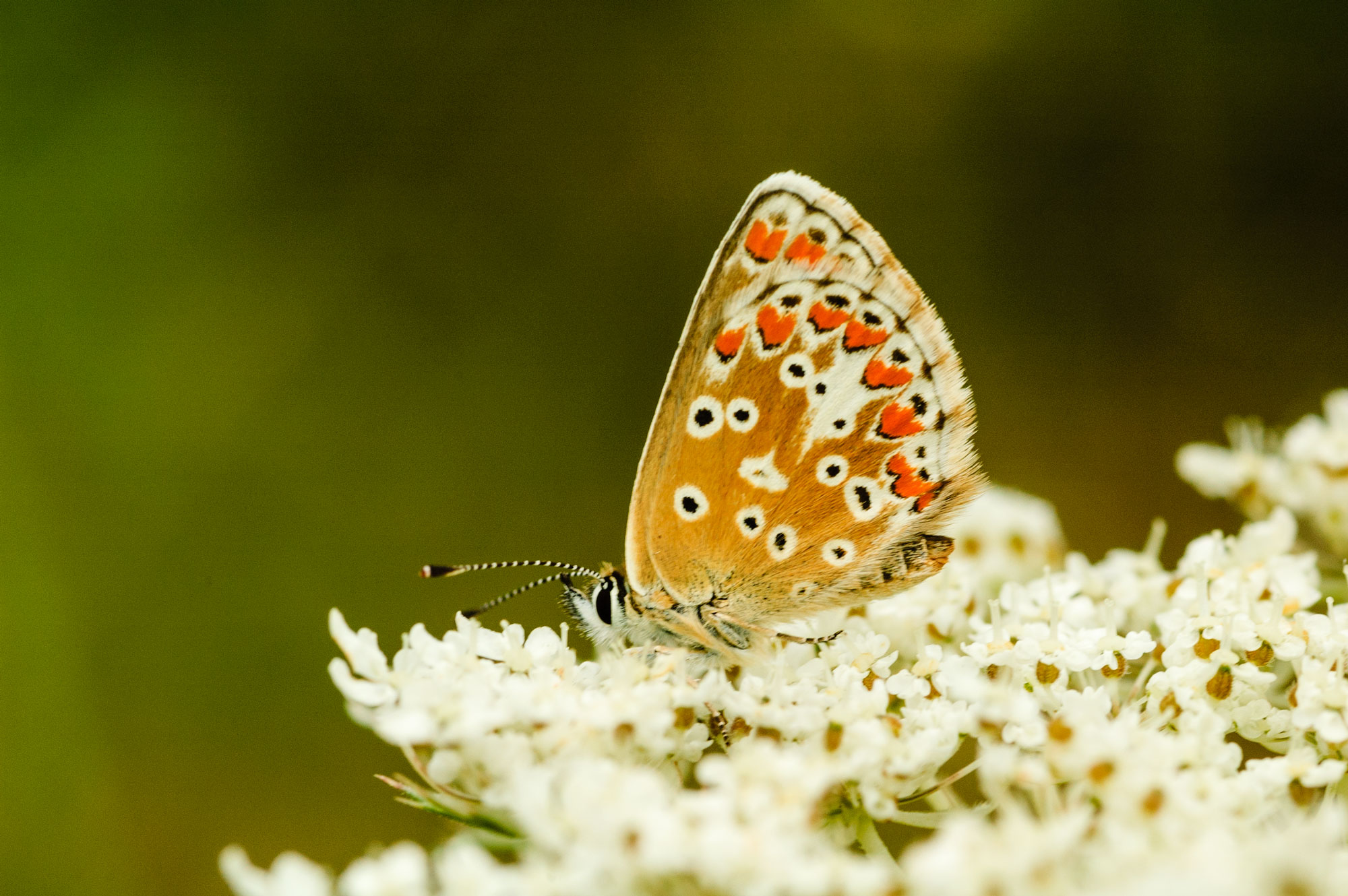 Brown Argus