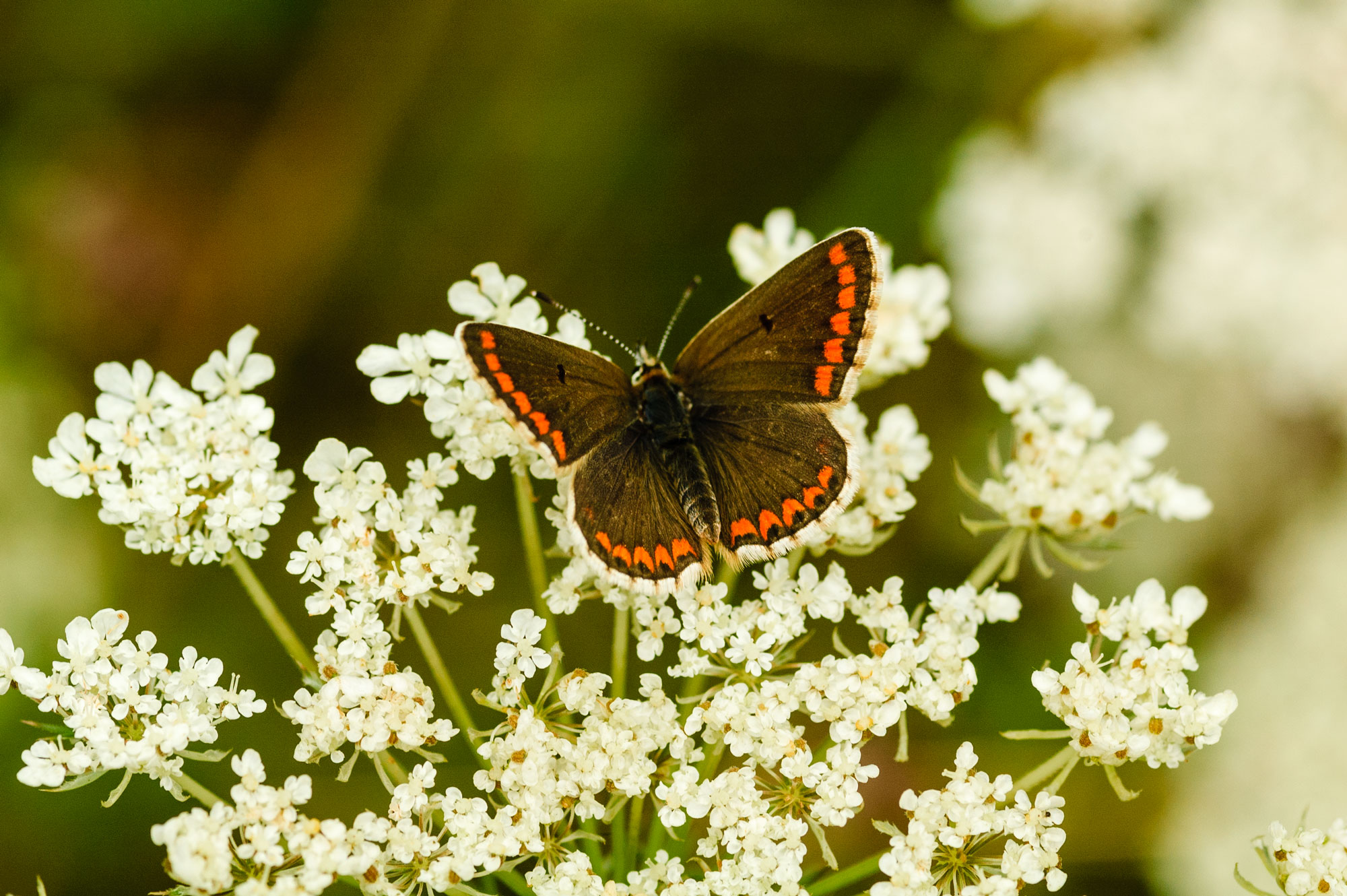 Brown Argus