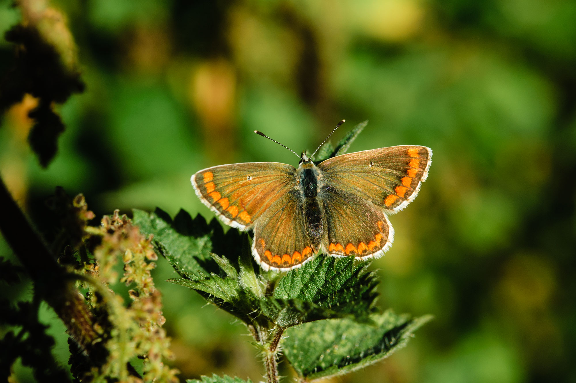 Brown Argus