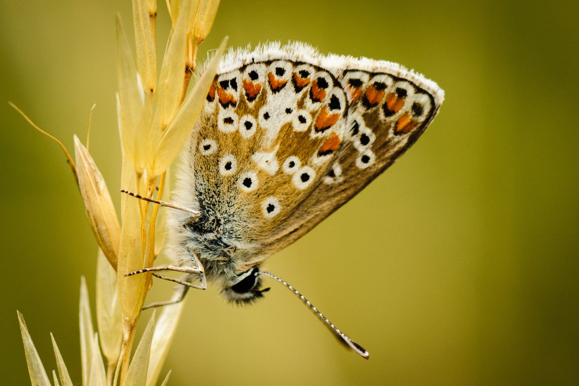 Brown Argus