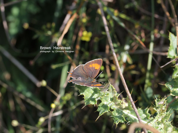 Brown Hairstreak 