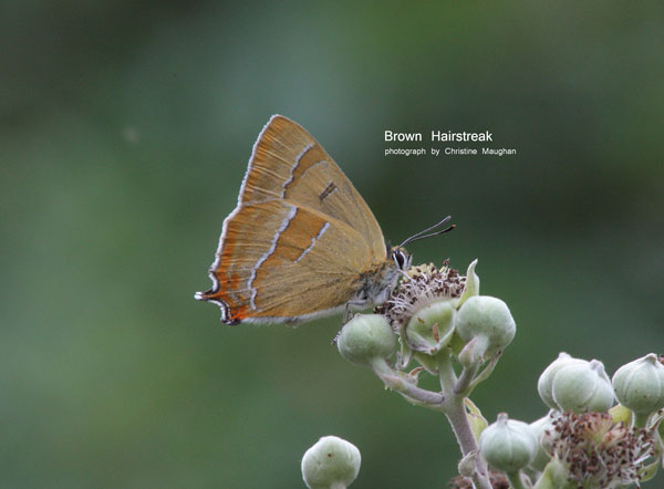 Brown Hairstreak 