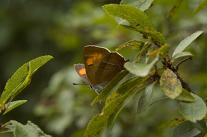 Brown Hairstreak