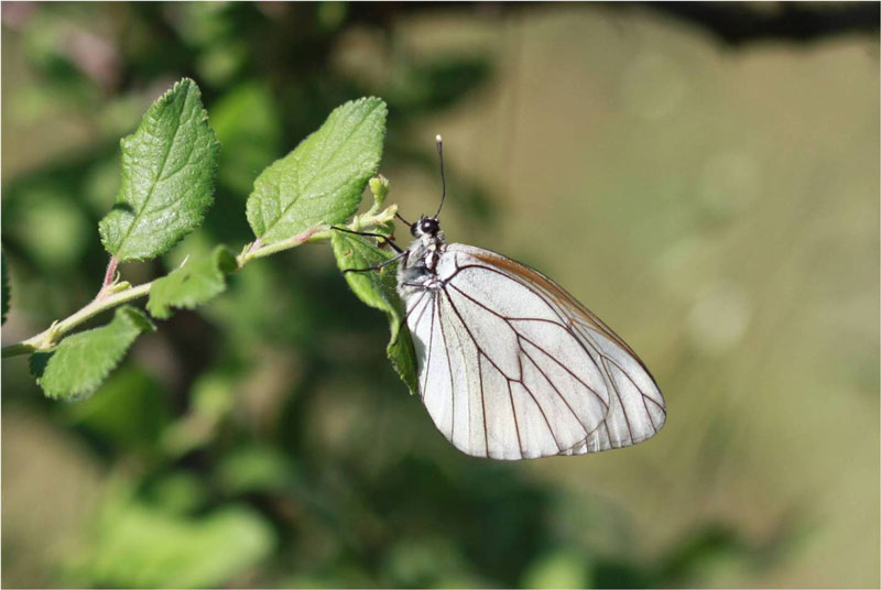 Black-veined White