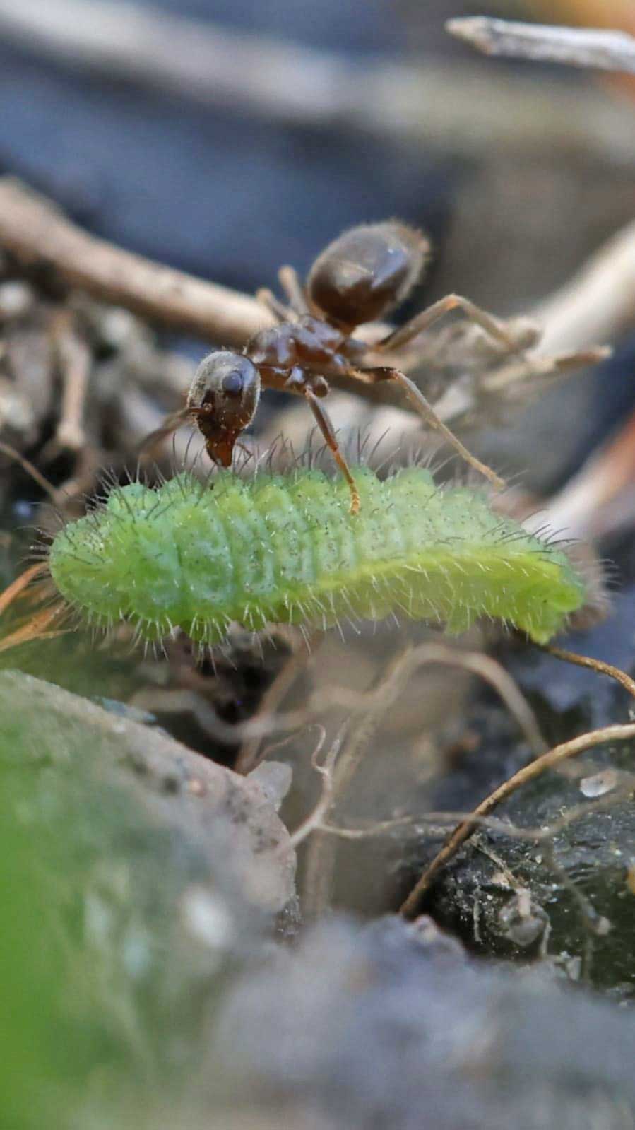 Common Blue larva with ant attending