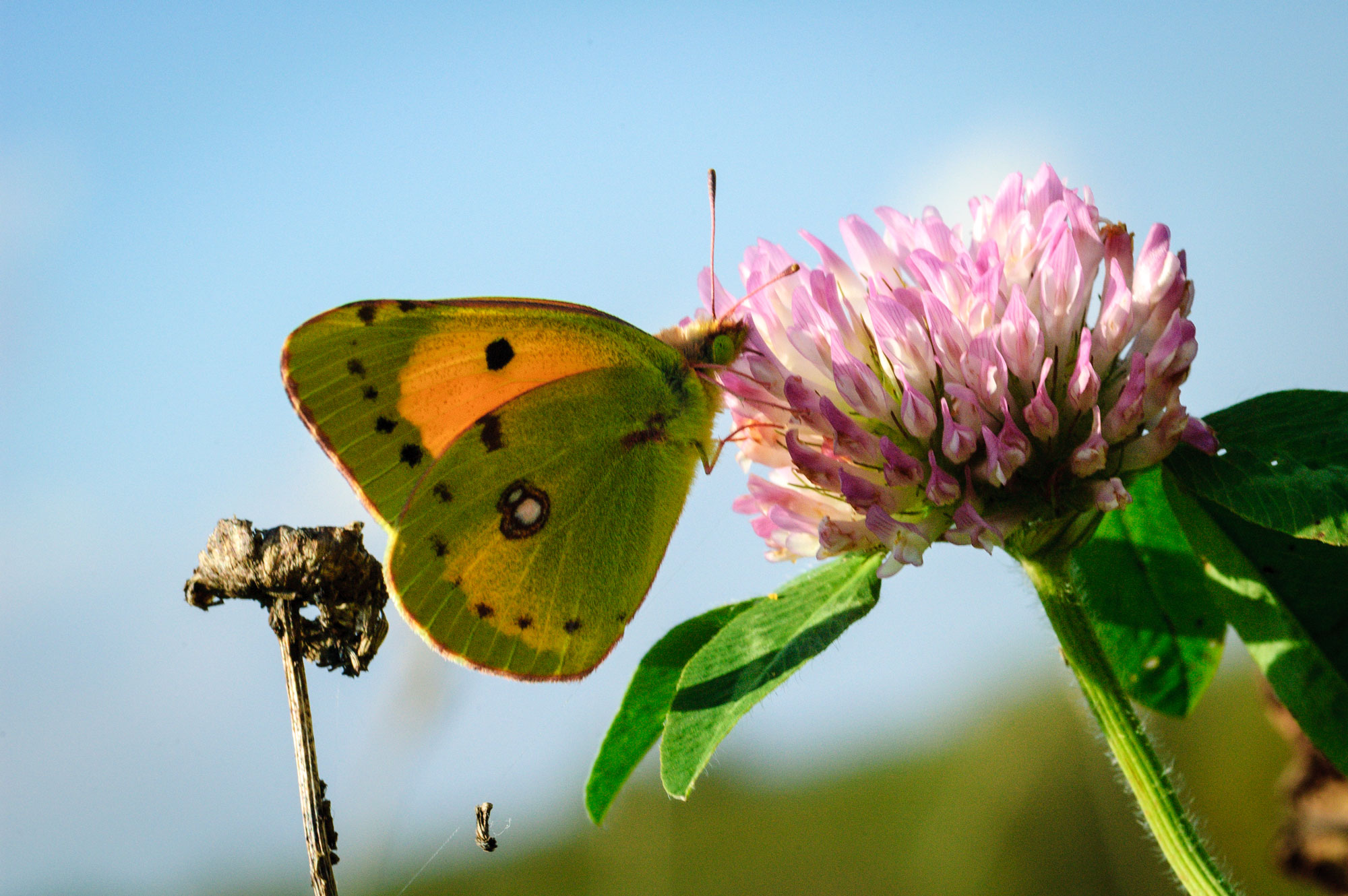 Clouded Yellow