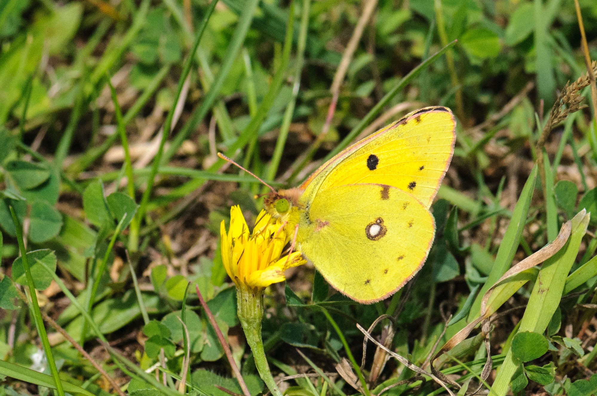 Clouded Yellow