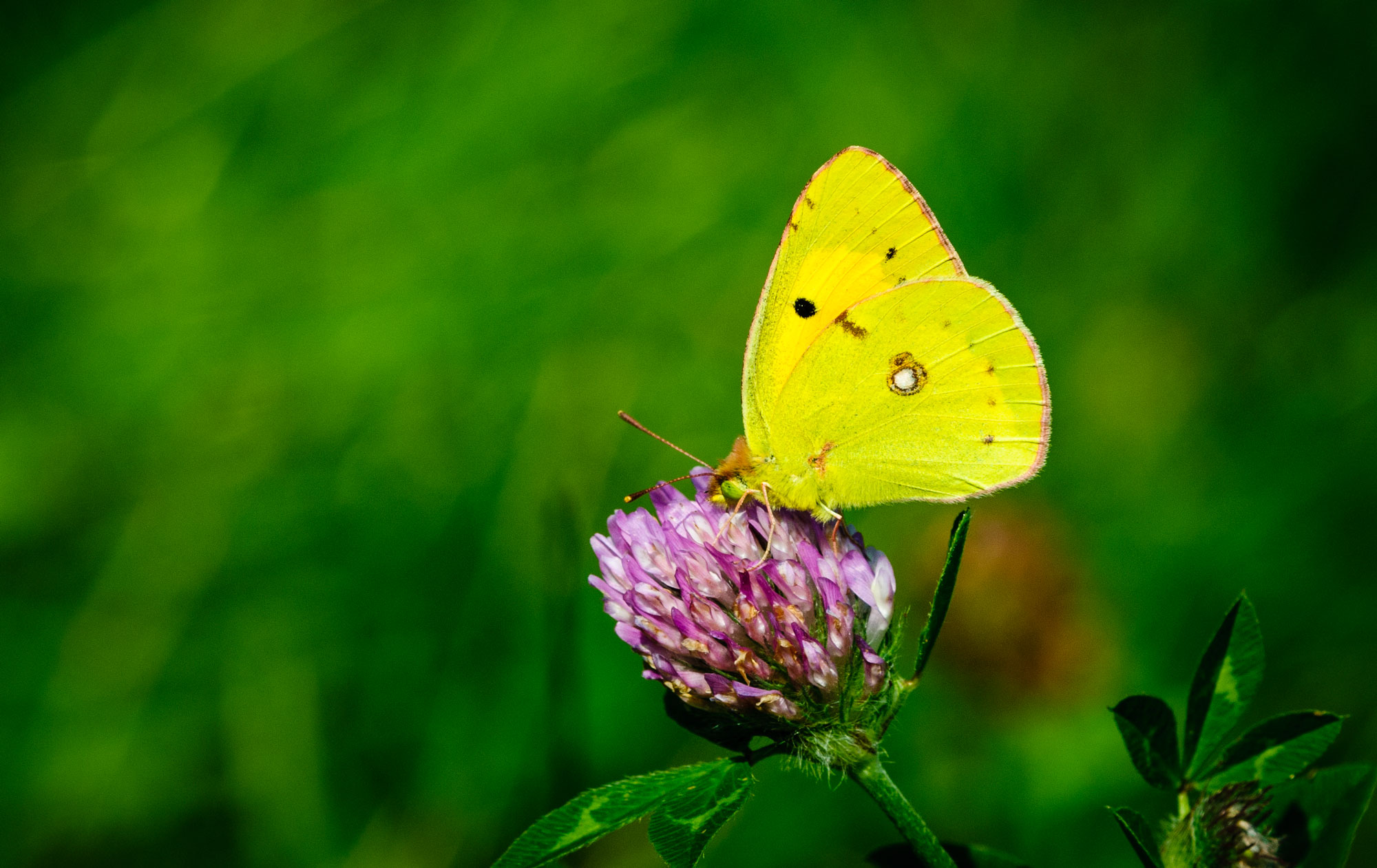 Clouded Yellow