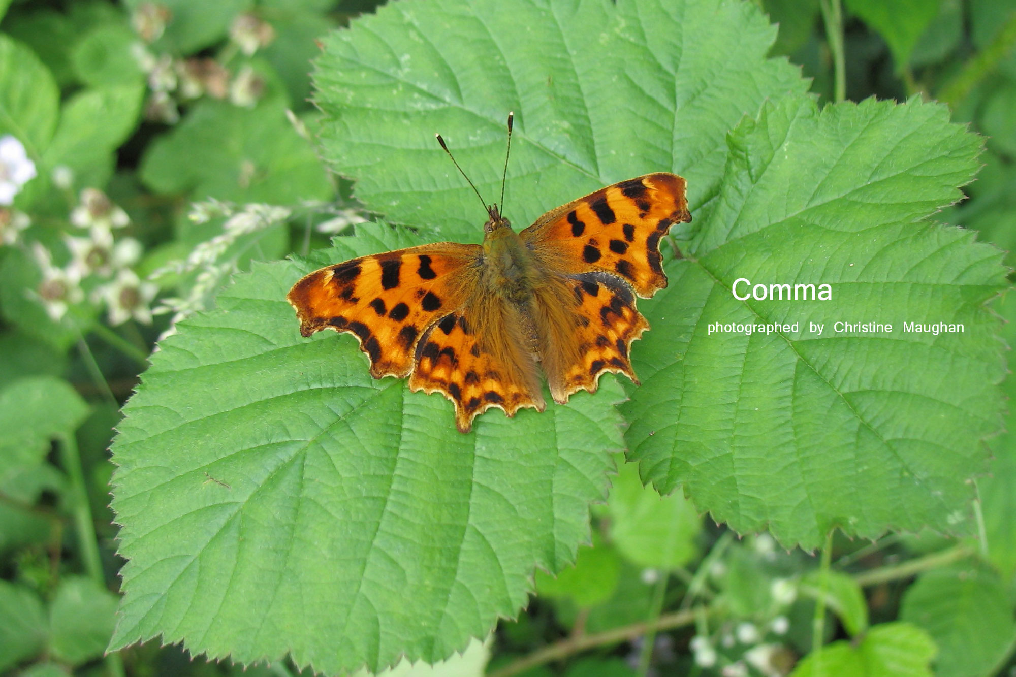 Comma