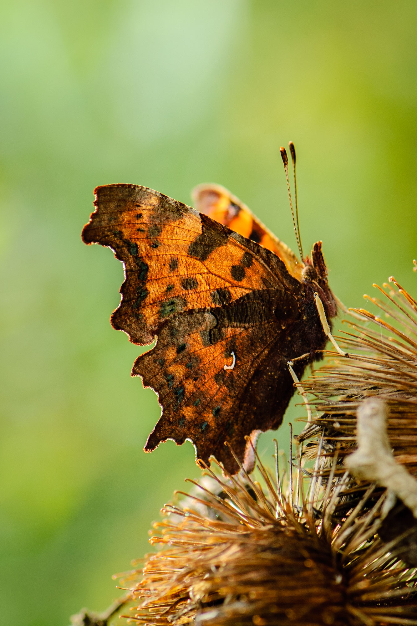 Comma