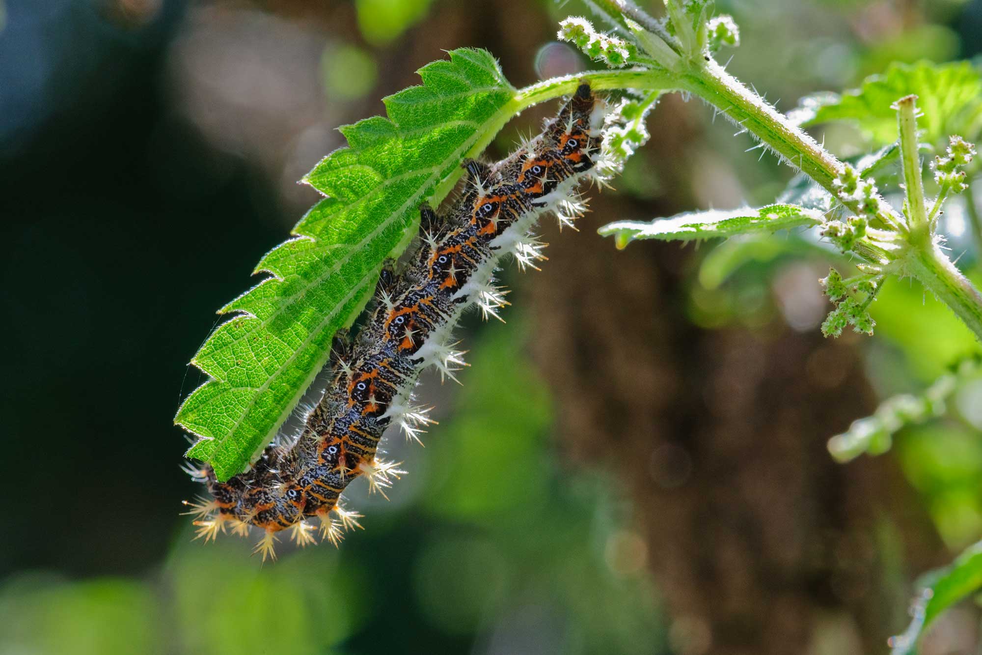 Comma