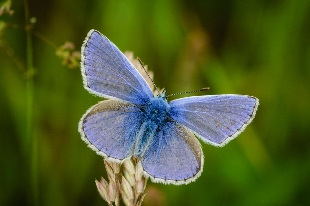 Common Blue