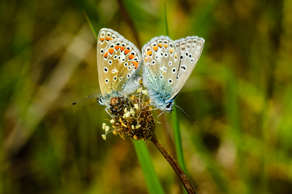 Common Blue