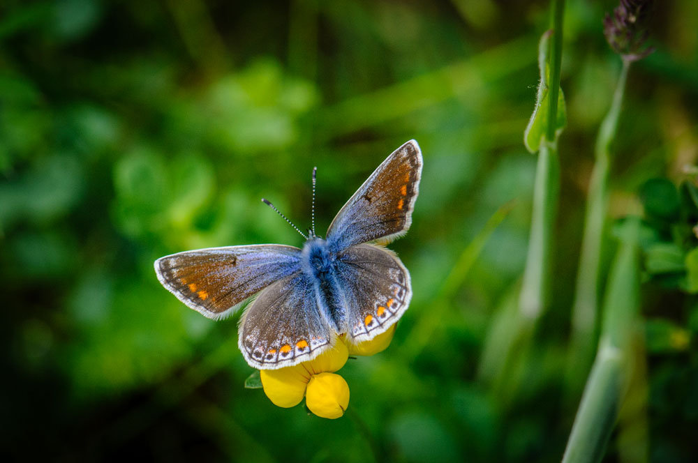 Common Blue