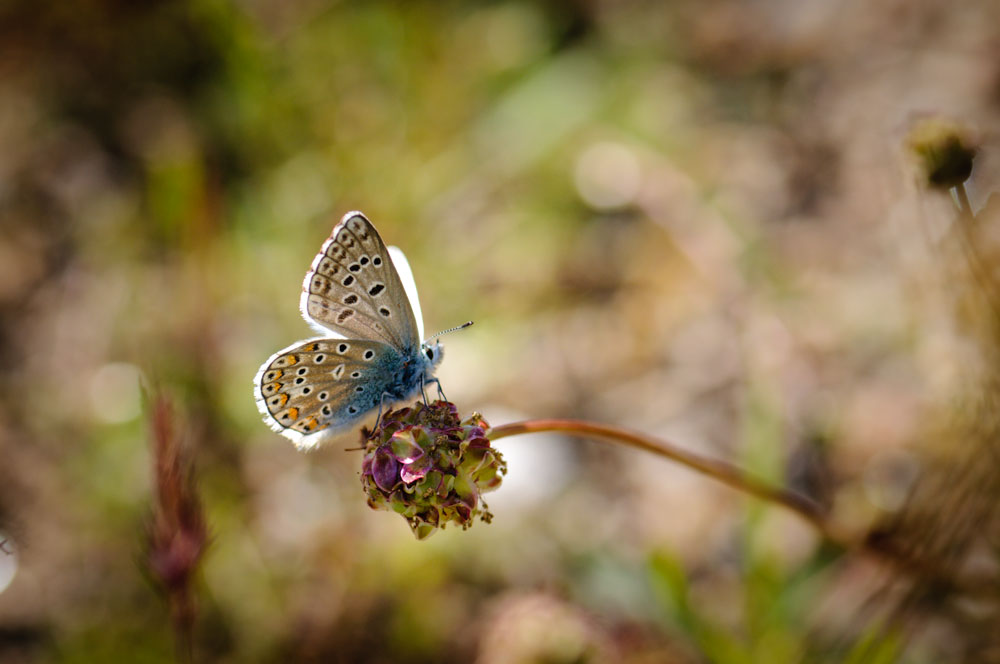 Common Blue