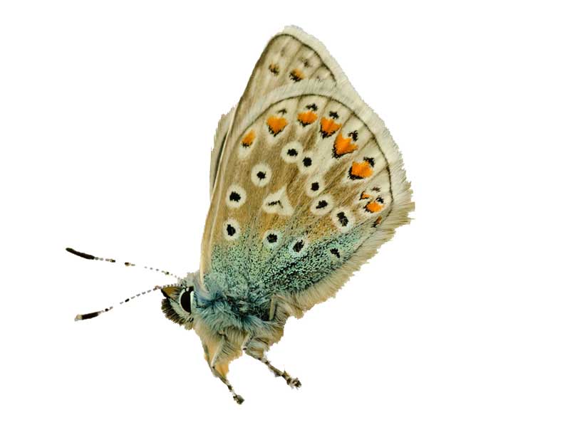 Common Blue