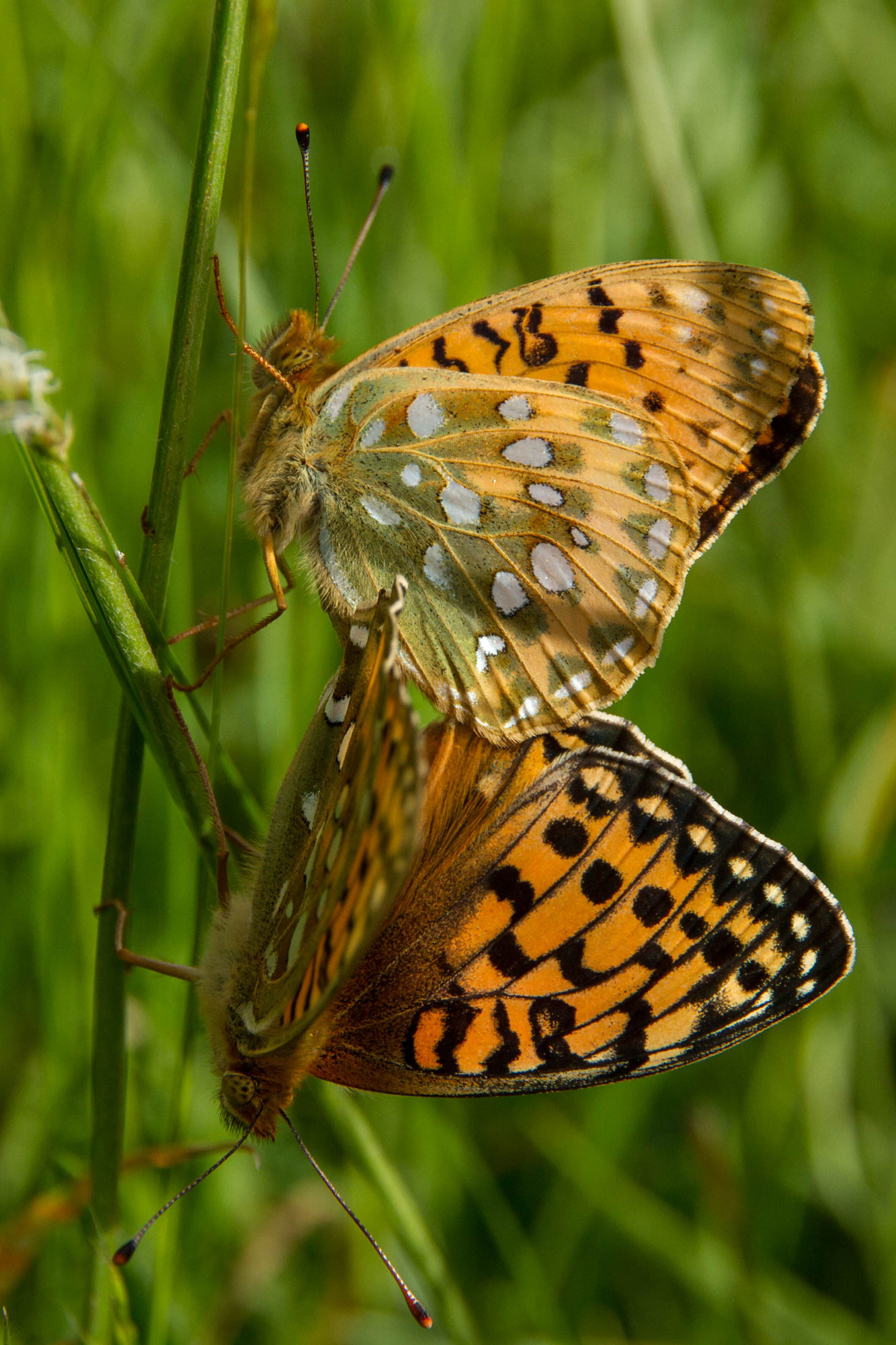 Dark-green Fritillary