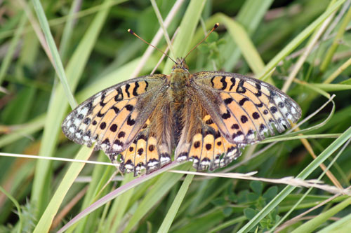 Dark-green Fritillary