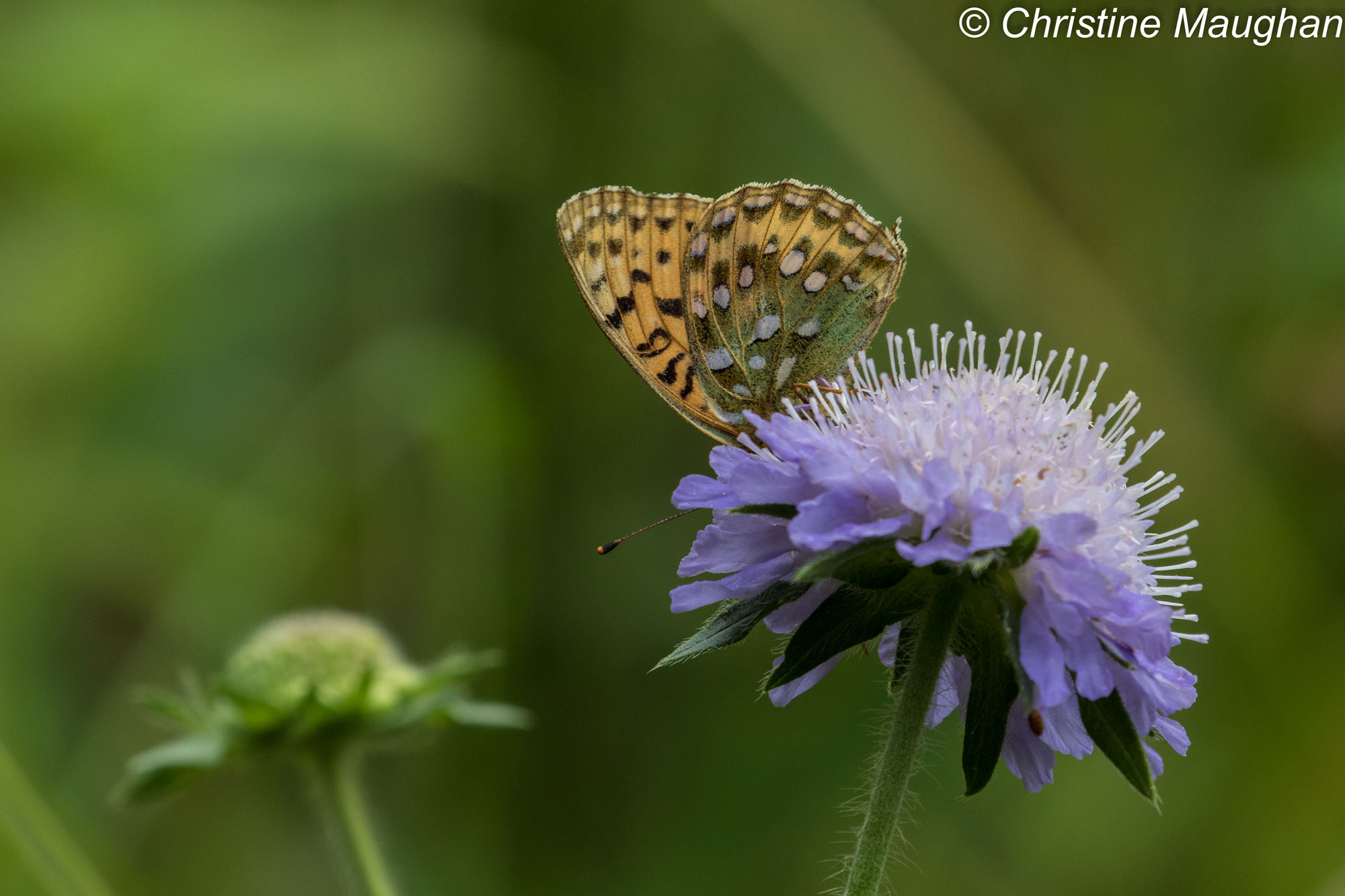 Dark-green Fritillary
