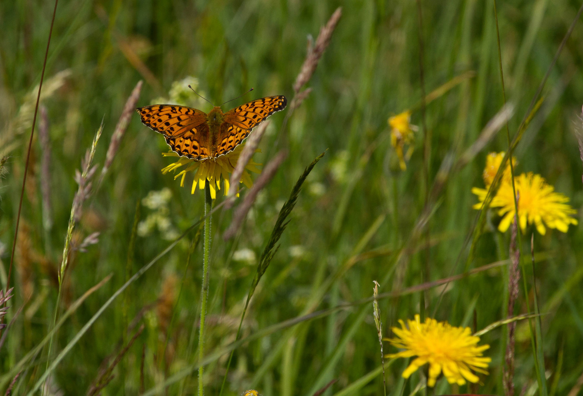 Dark-green Fritillary