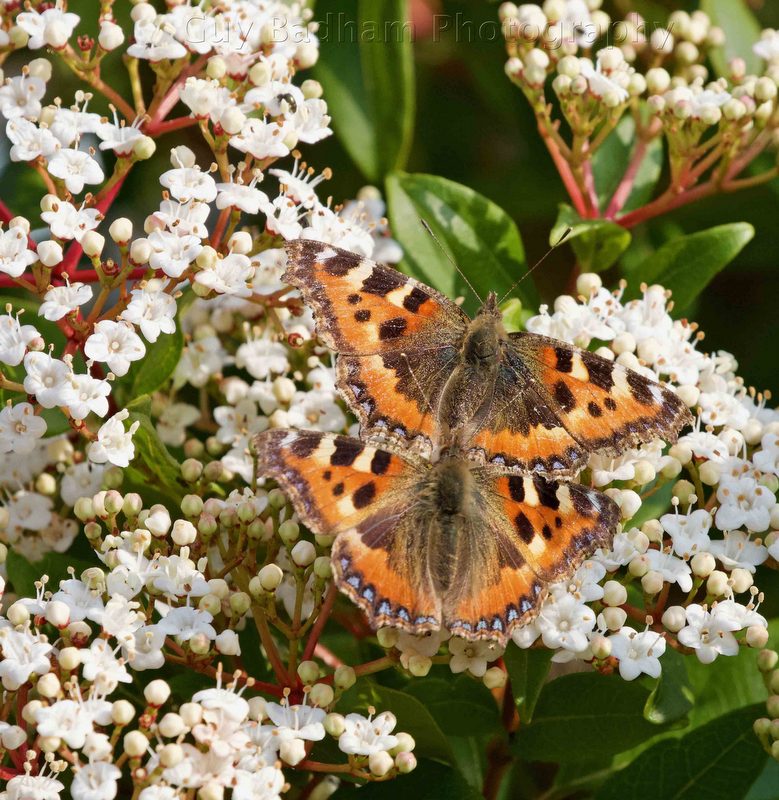 Small Tortoiseshells