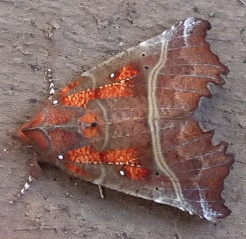 Image of Herald