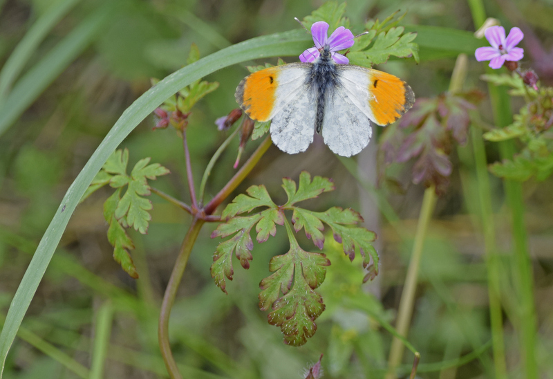 Orange-tip