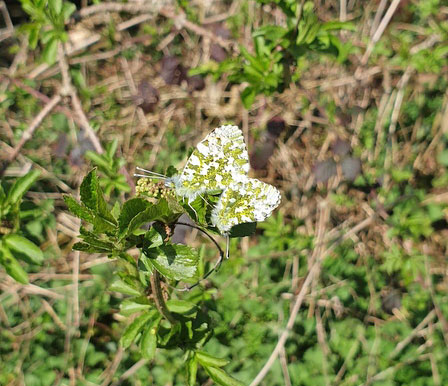 Orange-tips in cop