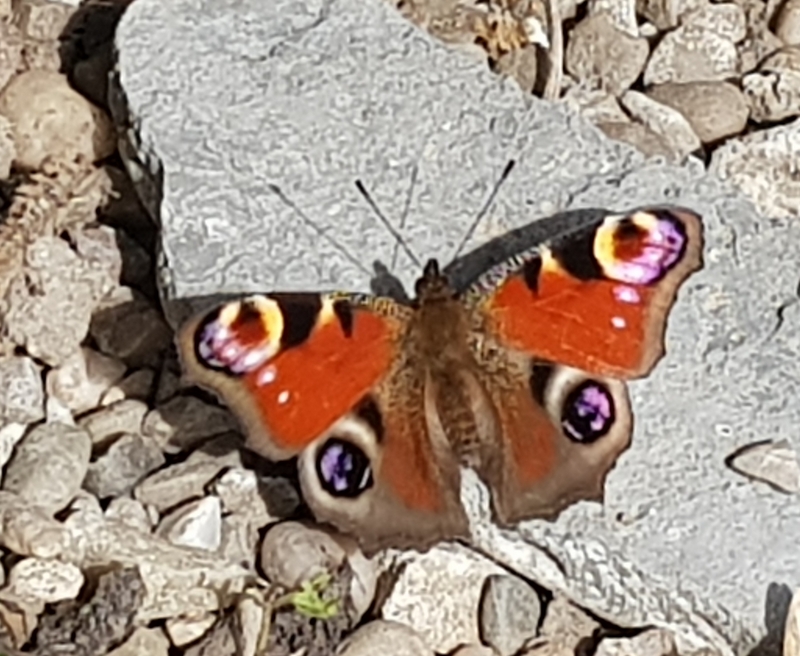 Peacock