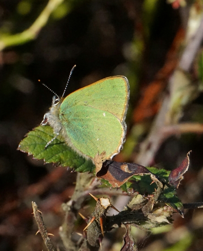 Green Hairstreak