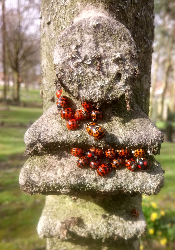 Harlequin Ladybirds