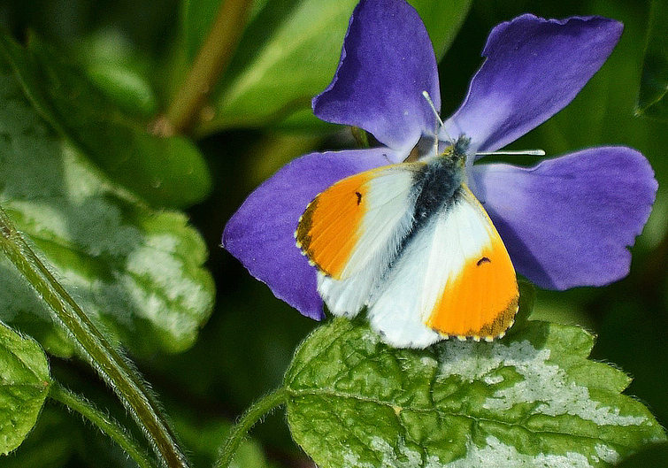 Orange-tip