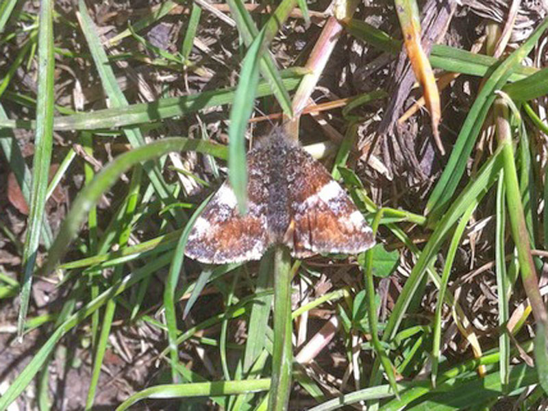 Orange Underwing